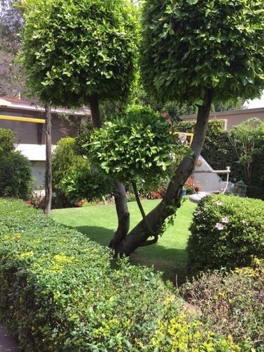 Grupo Kings Suites - Bosque De Duraznos 72 Kota Meksiko Bagian luar foto
